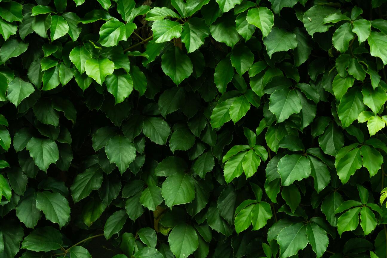 Lush tropical plants