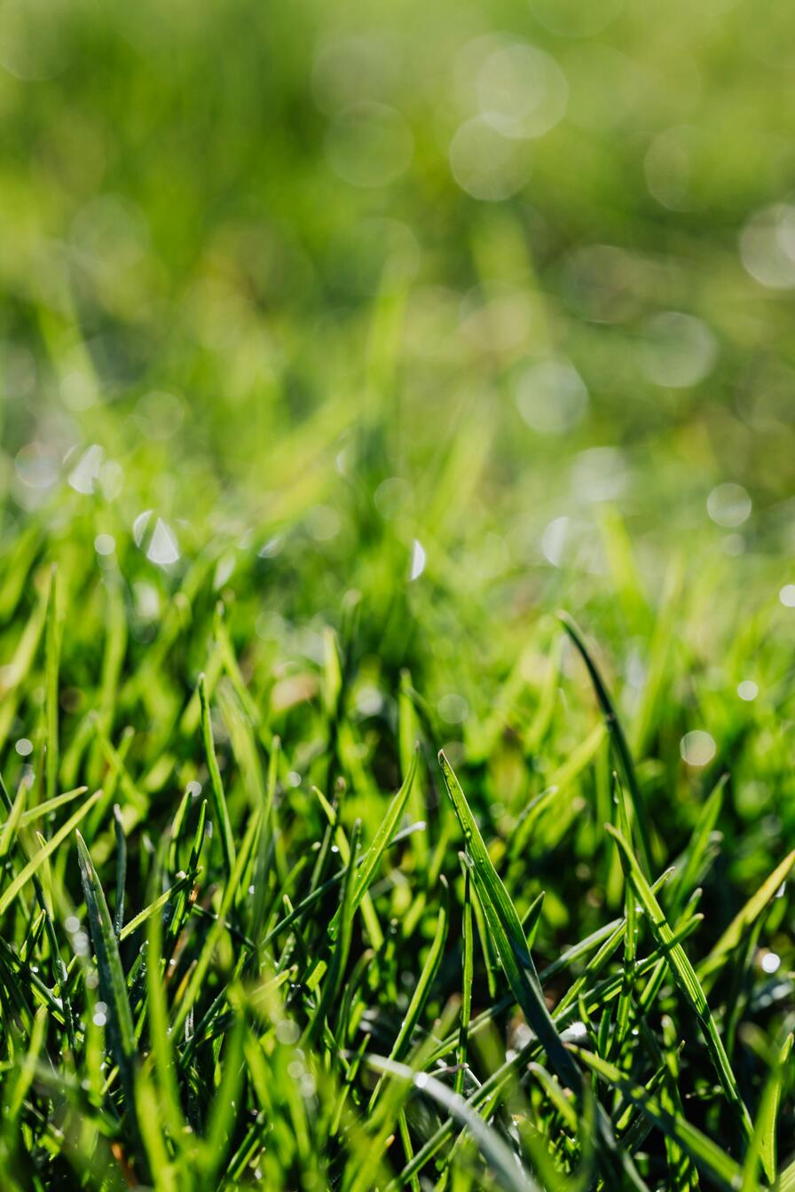 Lawn Grass